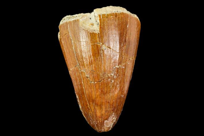 Fossil Crocodile (Elosuchus) Tooth - Morocco #109926